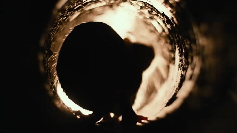 A shot of a rat from Zak Hilditch's Stephen King adaptation 1922
